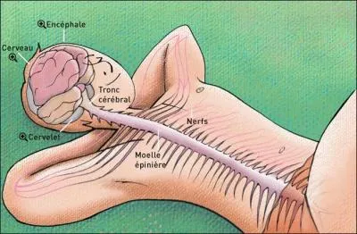 Un animal au système nerveux dorsal est :