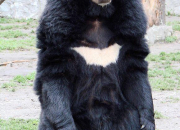 Quiz Les ours noirs d'Asie
