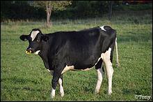 La vache qui n'a pas vêlé est appelée "taure" au Québec.