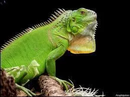 On peut manger les oeufs de l'iguane vert.