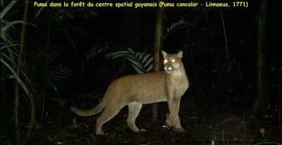 Où peux-tu voir un puma à l'état sauvage ?