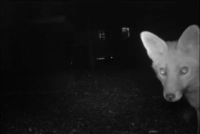 Il est omnivore et peut aussi bien attaquer une poule ... qu'un fromage, qui est-il ?