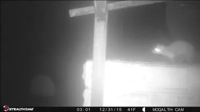 Cet animal passe toutes les nuits dans mon grenier, il n'est pas discret et fait beaucoup de bruit !