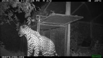 La photo fut prise chez une voisine, en Guyane, début janvier 2015, reconnais-tu cet animal ?