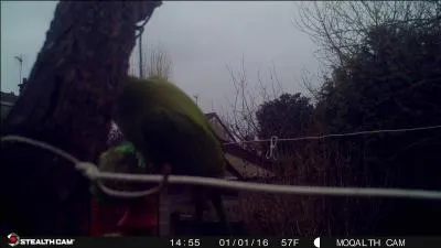 Photo prise de jour, mais par temps très couvert, cet oiseau vient manger tous les jours dans mon jardin !