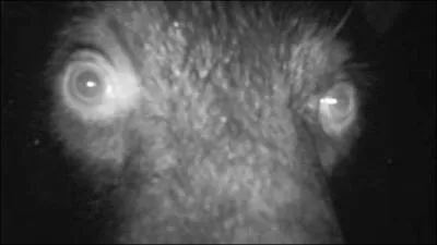 Alors, as-tu vraiment un oeil de lynx, quel est cet animal ?