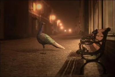 Vas-tu identifier cet oiseau ?