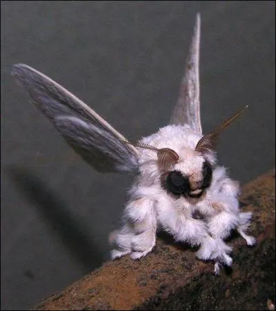 Bizarre, tu as dit bizarre, mais enfin, qu'est-ce que c'est que ce truc-là ?