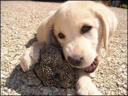 Animaux - Hormis le chien, quel autre animal utilise-t-on pour rechercher des truffes ?