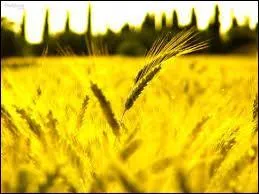 Langues étrangères - Comment dit-on la couleur jaune en espagnol ?