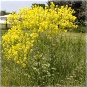 Jolies fleurs jaunes ! Les feuilles donnaient le pigment...