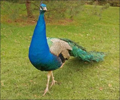 Certaines parties du plumage de cet oiseau donnent le nom de cette couleur. C'est le...