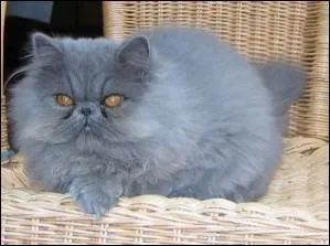 Chat magnifique pour un...