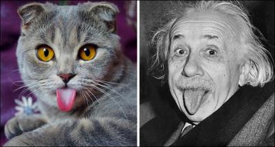 Ce chat tirant la langue a pris la même pose que le génie des mathématiques :