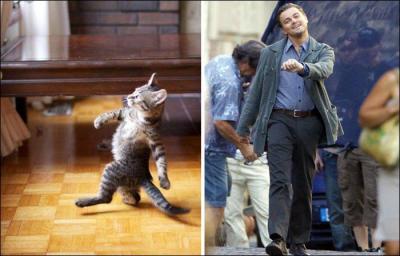 Ce chat adopte la marche joyeuse d'un acteur américain. Je parle bien sûr de :