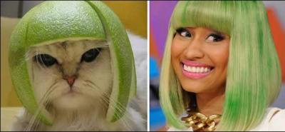 Il suffit de mettre un citron vert retourné sur la tête de ce chat pour qu'il ressemble à la chanteuse américaine :