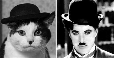 Ce chat noir et blanc porte un chapeau melon nous rappelant le maître du cinéma muet :