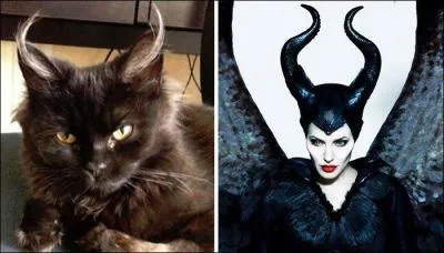 Les poils sortant des oreilles de ce chat font assurément penser aux cornes de l'antagoniste du Disney :