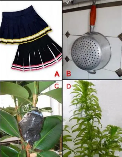 Une élodée, c'est :