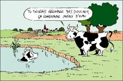 Qu'appelle-t-on "Vache marine" ?