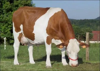 Quelle est la race de cette vache ?