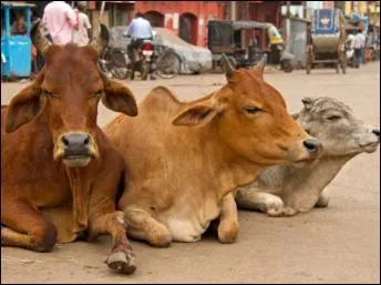 En Inde la vache est un animal sacré, mais peut-on y manger du boeuf ?