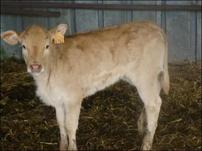 Comment se nomme cette petite vache âgée de moins de 6 mois ?