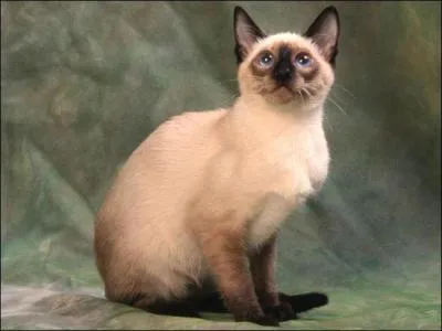 Pain traditionnel de l'Inde élaboré sans levain ni levure :