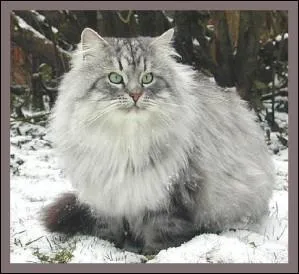 Bateau à fond plat pour transporter les marchandises sur les cours d'eau et dans les rades :