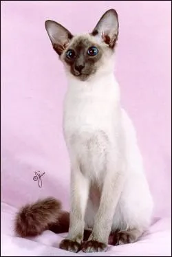 Charger un vêtement d'ornements somptueux :