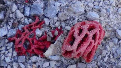 Voici la lanterne du Diable, appelée aussi "clathre grillagé :