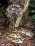 Dans la jungle de Birmanie, vous surprenez un python en train de tuer un petit cerf. Comment fait ce serpent pour avaler une proie aussi grosse ?