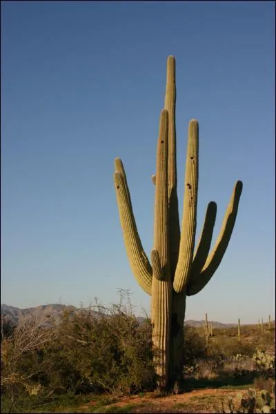 Dans le dsert d'Arizona aux Etats-Unis, vous admirez les quelques 140 espces de cactus Saguaro qui atteignent plus de 15 mtres de hauteur. Vous remarquez des trous dans ces cactus. Quels animaux nichent  cet endroit ?