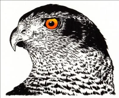 Le puissant combattant Dédalion, père de Chioné, voulut se suicider après la mort de sa fille tuée par Athéna. En quel oiseau fut-il changé par Apollon compatissant ?