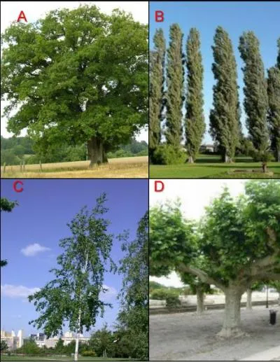 Le bouleau est représenté par l'image :