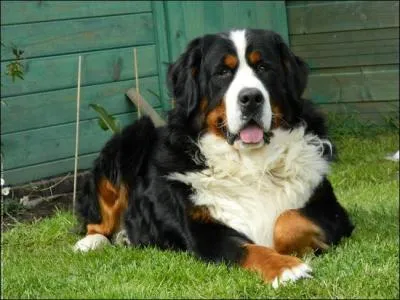 Quelle est la race de ce chien ?