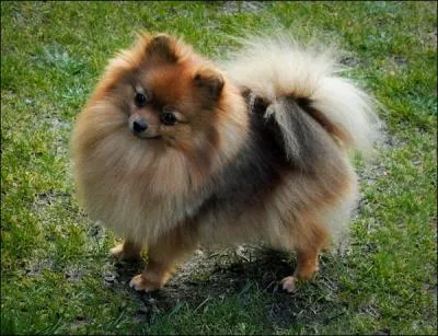 Quelle race a ce chien ?