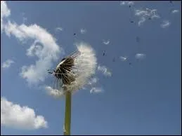 Que signifie l'expression "Mettre fleurette au vent" ?