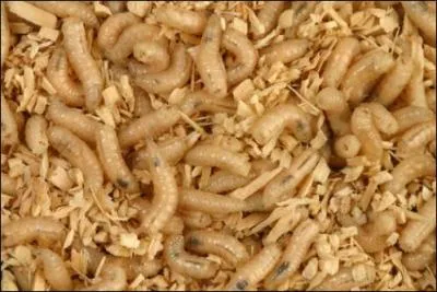 Je vous trouve un peu paresseux aujourd'hui, remuez-vous donc, au lieu de ...