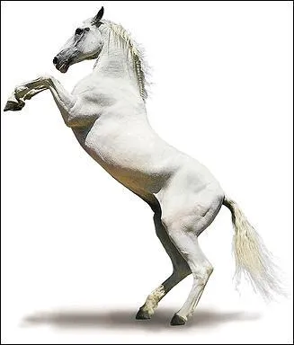 Quelles sont les trois propriétés des muscles ?