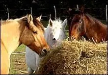 Dans quel ordre distribue-t-on les aliments ?