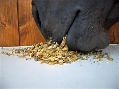 Combien de temps restent les aliments dans l'intestin grêle du cheval ?