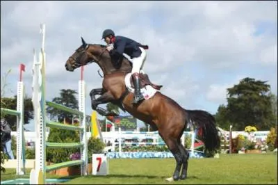 Quel galop est nécessaire pour concourir dans des compétitions amateur ou pro ?