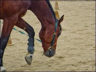 Que signifie "à la Colbert" ?