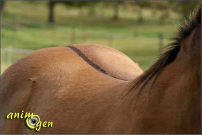 Cette adjonction s'appelle...