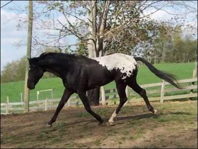 Cette panachure s'appelle...