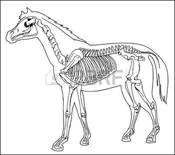 Le dos du cheval est constitué de :