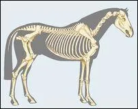 À quoi correspond le scapulum en surface ?