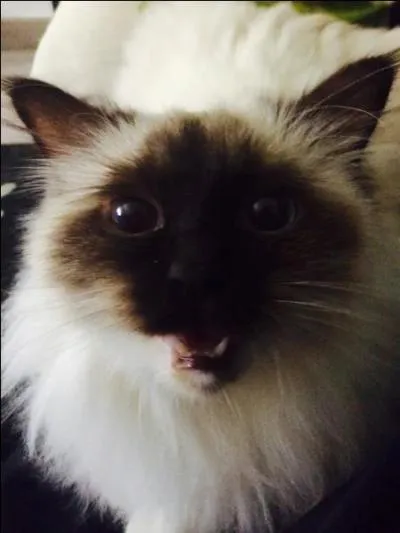 Comment s'appelle le chat de Mathieu ?