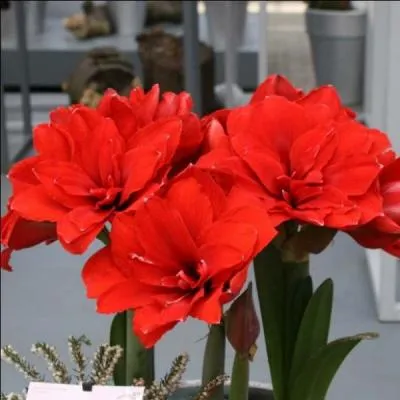 Que sont ces fleurs somptueuses ?